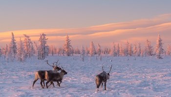 Interdisciplinary Field Course "Arctic Interdisciplinary Research - ARCTIS2020" in the Russian Arctic